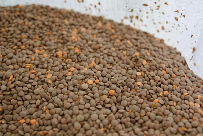 Lenteja michoacana se venderá en 25 mil tiendas del Bienestar en todo el país