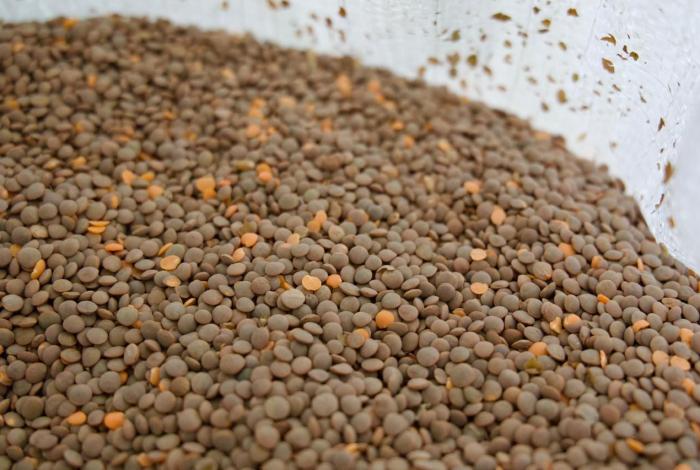 Lenteja michoacana se venderá en 25 mil tiendas del Bienestar en todo el país