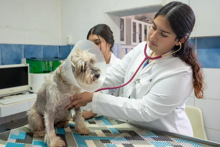 Licenciatura en Medicina Veterinaria y Zootecnica busca refrendar su calidad