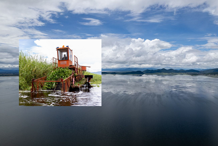 Limpian 60 hectáreas del lago de Cuitzeo; retirarán tule, carrizo y chuspata