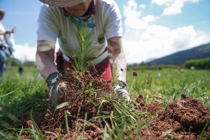 Listos seis millones de árboles para reforestar Michoacán: Secma