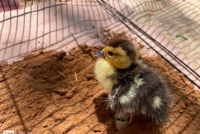 Llama Zoológico de Morelia a respetar la fauna silvestre
