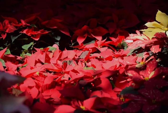 Llega a Morelia la Feria del Bosque Navideño 2025; Más de 100 productos locales te esperan