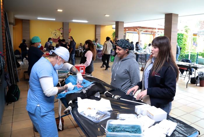 Llega jornada gratuita de esterilización animal a comunidad de autogobierno en Los Reyes: SSM
