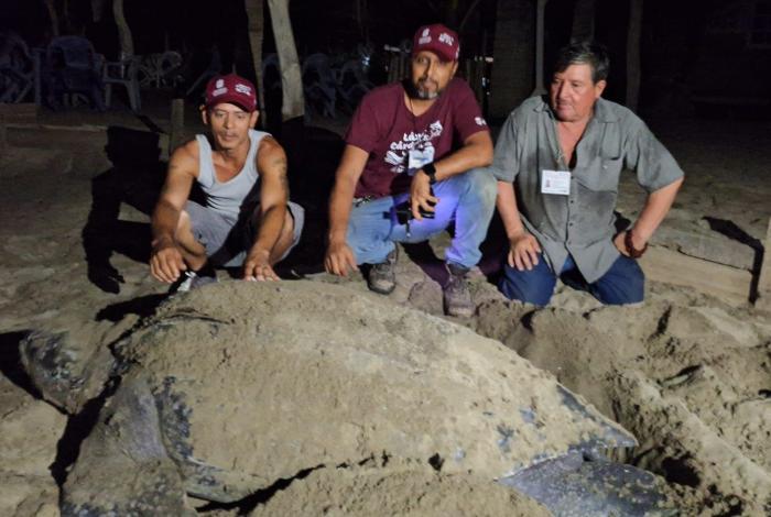 Llegan primeras tortugas laúd a la costa de Michoacán