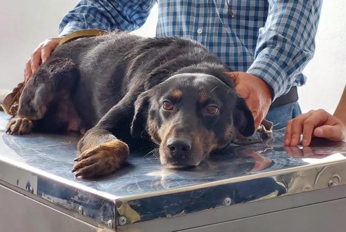 Lleva a tu micho o lomito; SSM tendrá jornada gratuita de esterilización en Morelia
