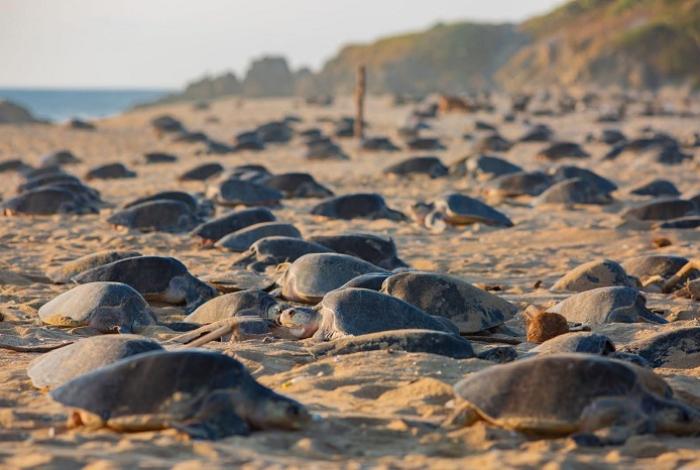 Logro para la naturaleza: 2025 romperá récord de liberaciones de tortuga marina: Compesca