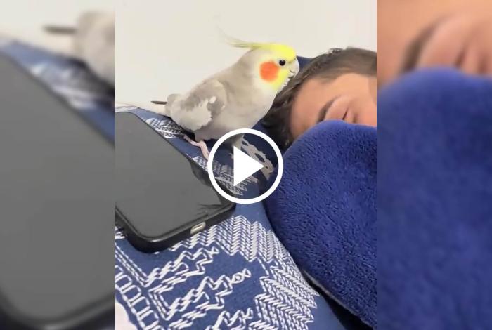 Loro replica sonido de alarma del celular y conquista a internautas