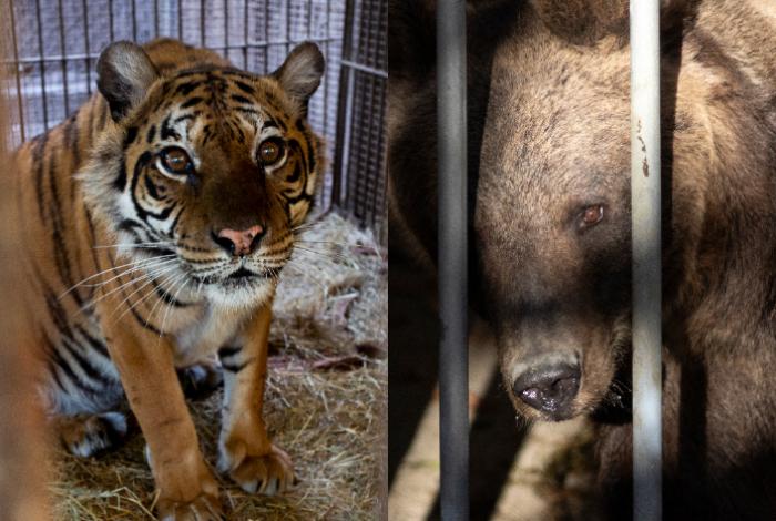 Los dos osos y la tigresa rescatados de un zoo cerrado en Argentina llegan a Europa