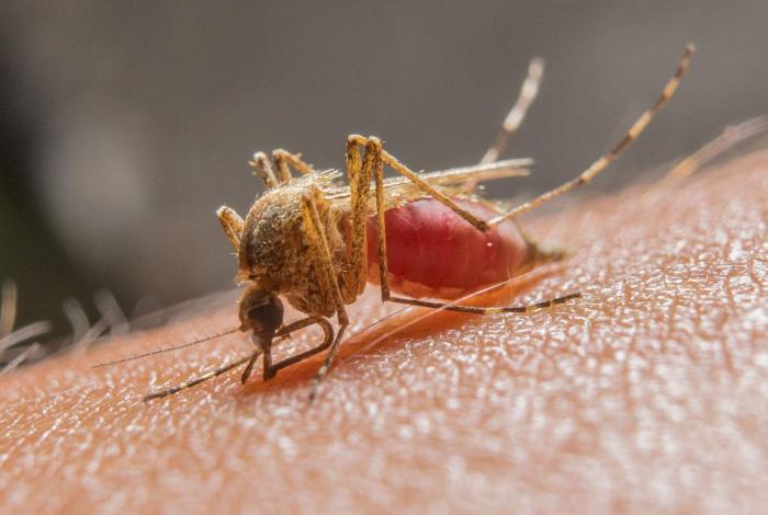 Los mosquitos Anopheles se alimentan de sangre humana desde hace casi 2 millones de años