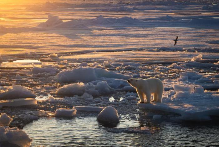 Los osos polares mantienen poblaciones estables en Svalbard a pesar de la pérdida de hielo