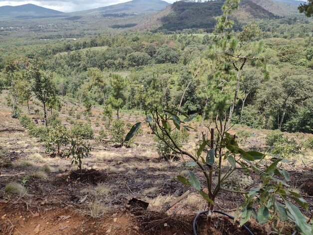 Madero ya no aguanta ni un árbol de aguacate más