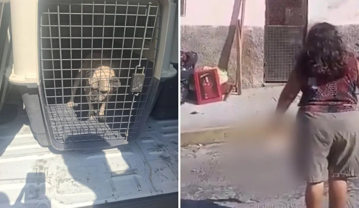 Maltrato animal en Chiapas: Arrojan a perrito desde el segundo piso en Tuxtla Gutiérrez | VIDEO