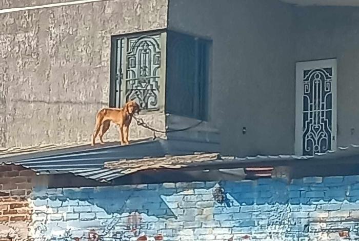 Maravatío, territorio del horror animal: exigen a FGE detener impunidad