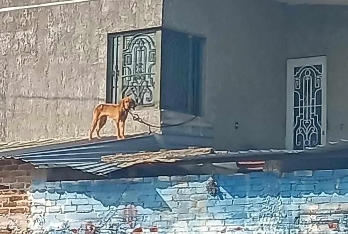 Maravatío, territorio del horror animal: exigen a la FGE detener la impunidad