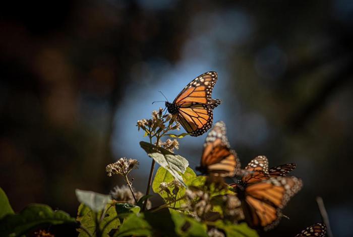 Mariposa monarca y luciérnagas, especies bandera que impulsan el turismo y protegen la biodiversidad de Michoacán