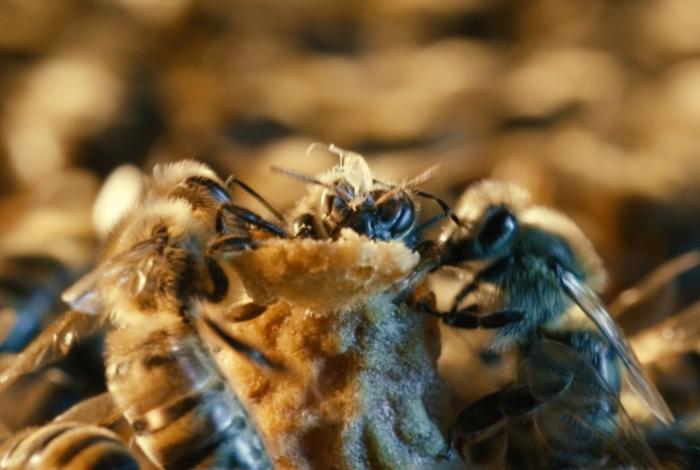 Más allá de la jalea real: Descubren el secreto oculto en la cuna de la abeja reina