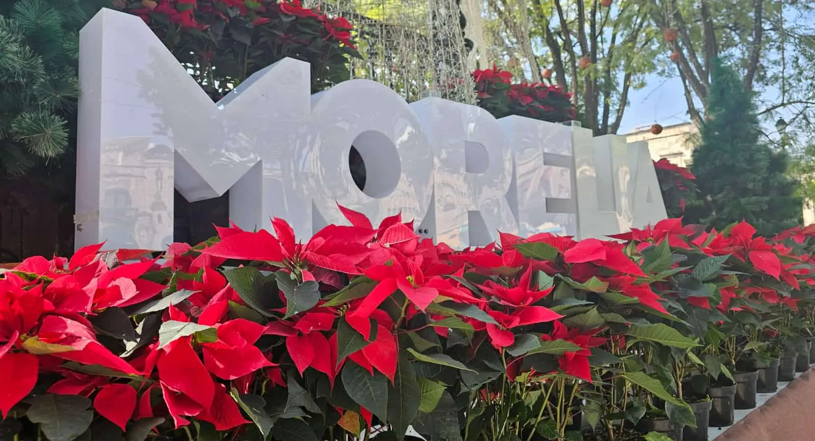 Más de 10 mil Nochebuenas adornarán espacios públicos de Morelia