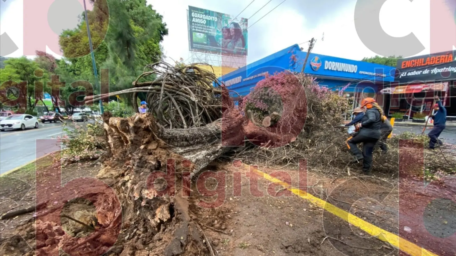 Más de 20 árboles se han caído por fuertes lluvias y vientos en Morelia