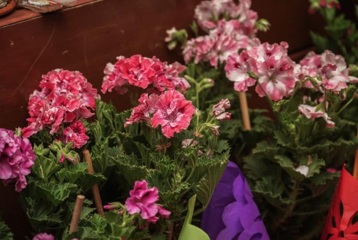 Más de 50 productoras participarán en la Feria del Geranio en Tingambato