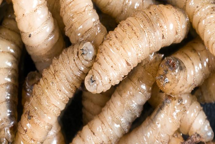 México admite que aún "no hay condiciones" para abrir frontera con EUA a ganado por plaga