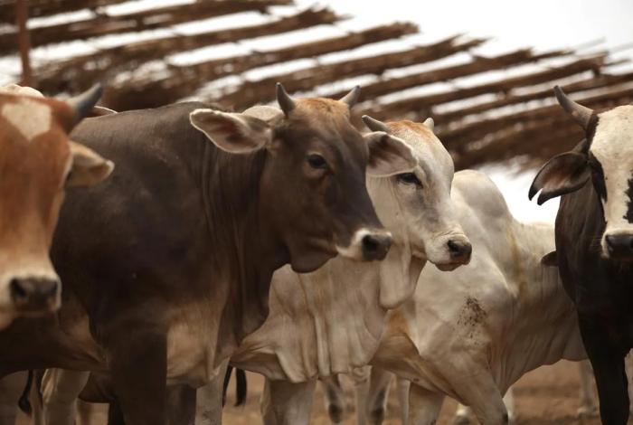 México aún sin fecha para reanudar exportación de ganado