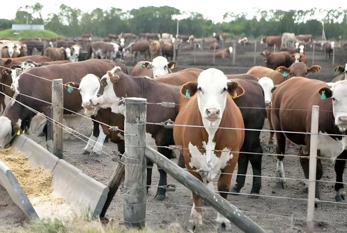México avanza en combate contra plaga del gusano barrenador