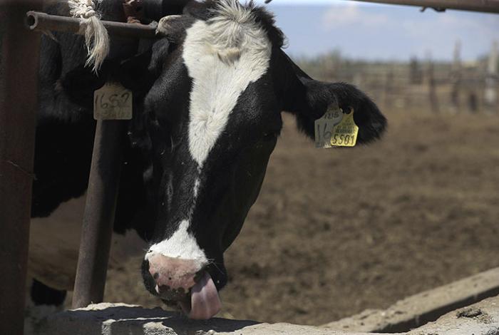 México busca extender emergencia por plaga de gusano barrenador del ganado a todo el país