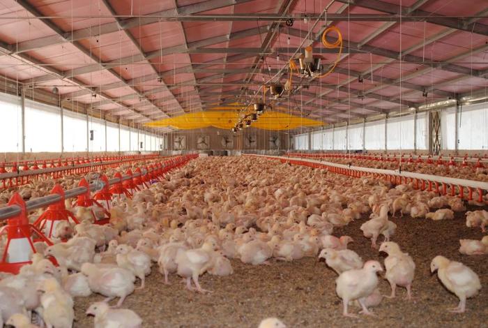 México detiene importación avícola brasileña por gripe aviar