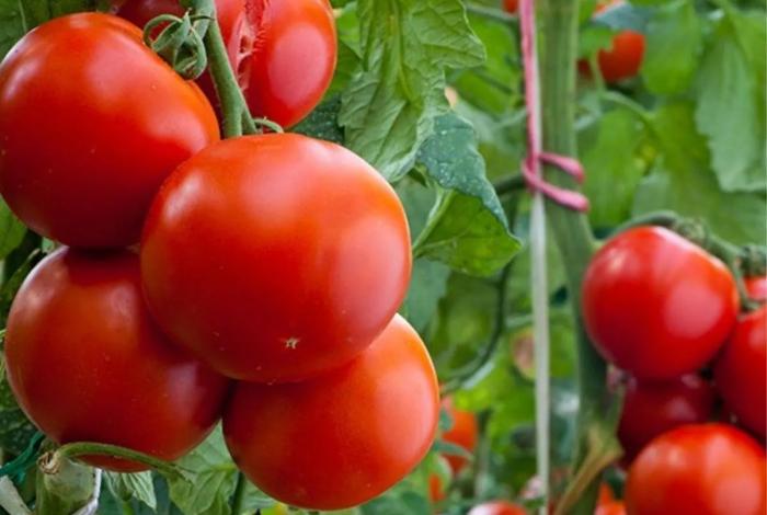 México establece precios mínimos para jitomates exportados a EEUU