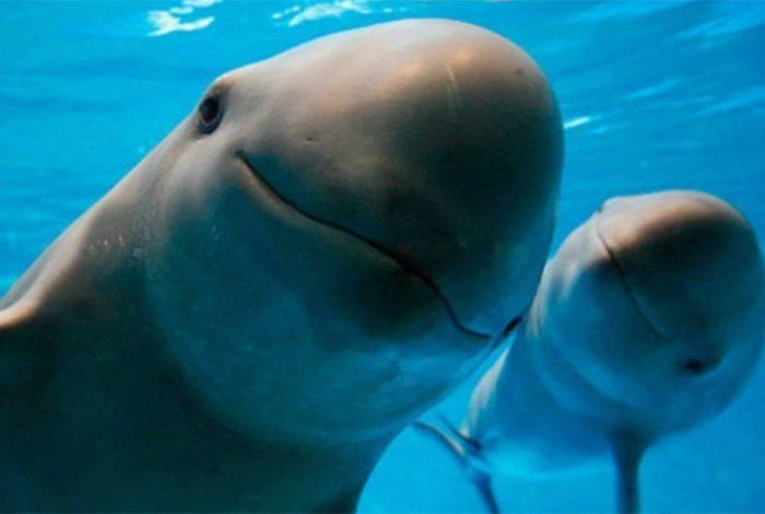 México impulsa "conservación efectiva" de la vaquita marina en el Alto Golfo de California