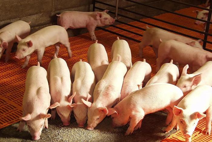 México investiga antidumping en carne de cerdo de EEUU