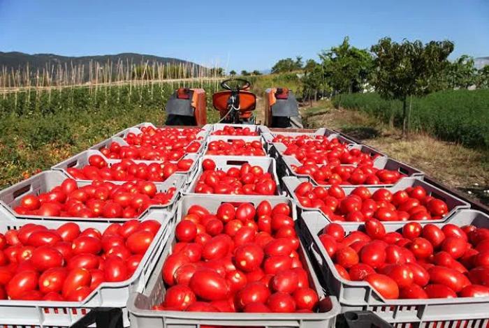 México rechaza cuota del 17% al tomate fresco por injusta