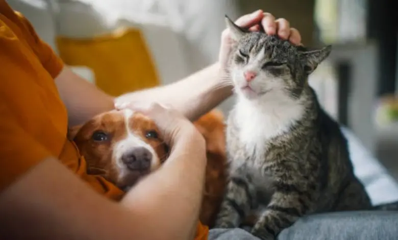 México reconoce constitucionalmente a los animales como seres sintientes