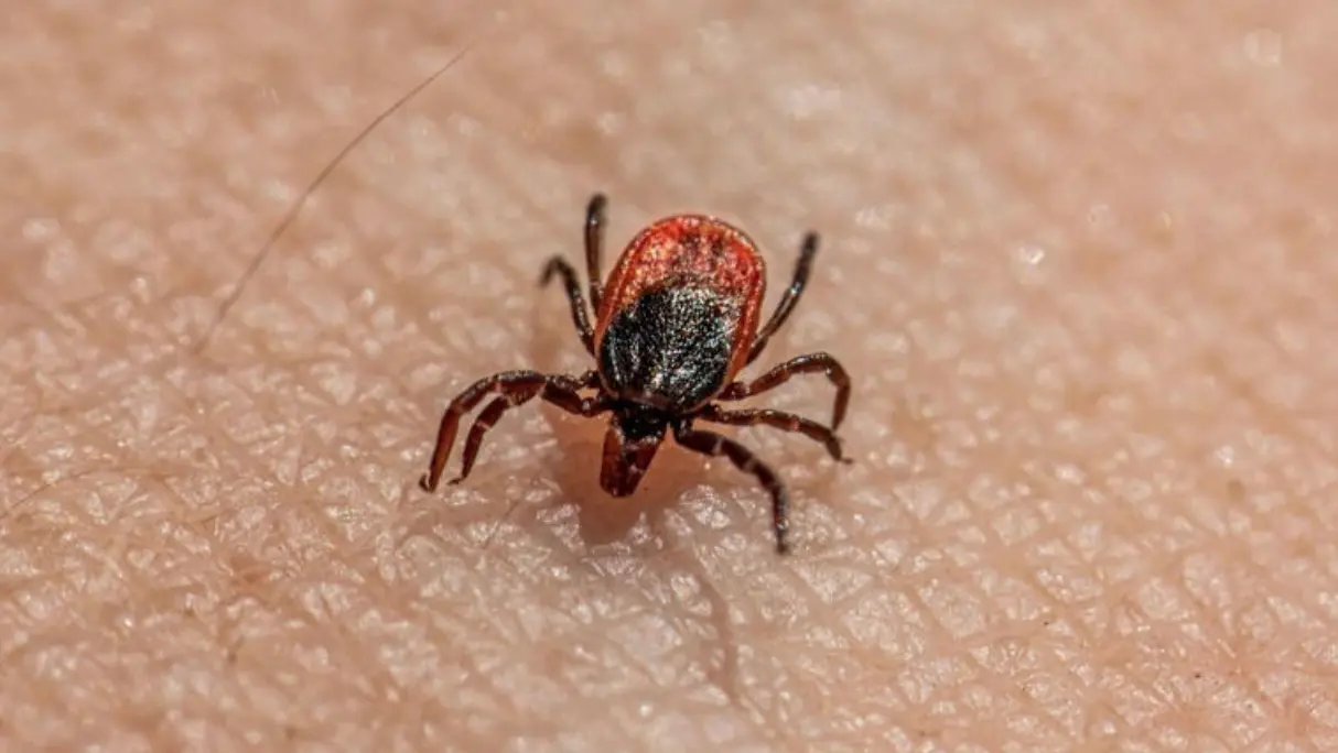 México reporta 40 muertes y más de 180 casos confirmados de rickettsiosis en 2025