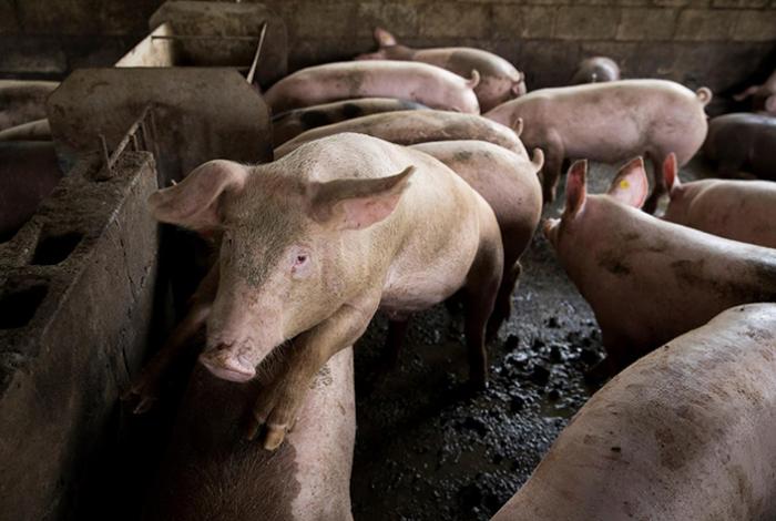 México suspende las importaciones de carne de cerdo de España por la peste porcina