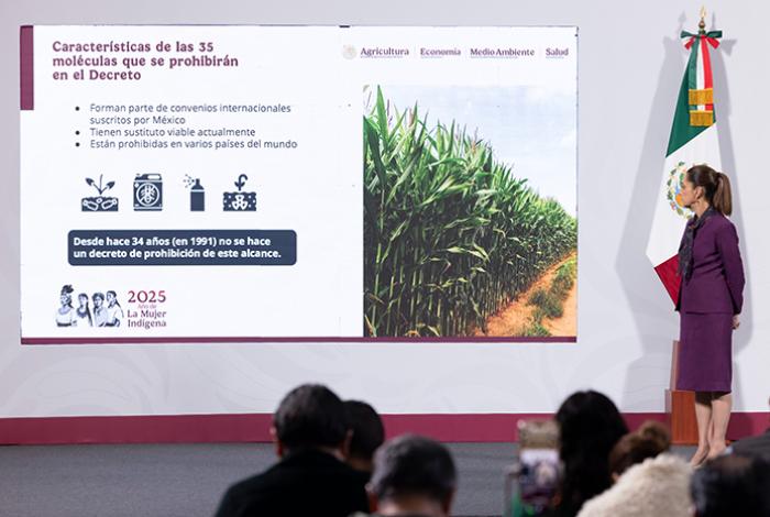 México veta 35 químicos de uso agrícola; uno es de los más peligrosos del mundo, utilizado en el aguacate