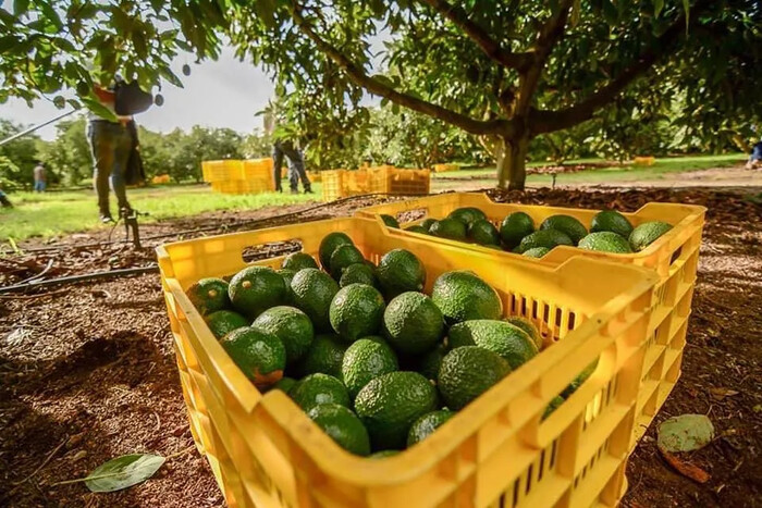 México y EUA ajustan supervisión de huertos de aguacate