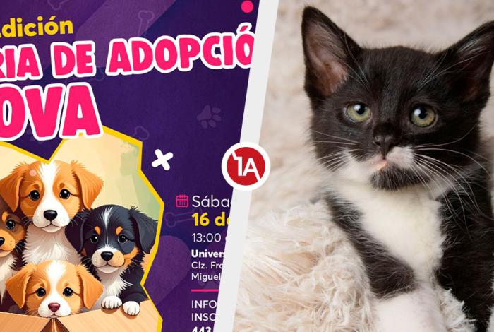 Michis buscan a su Karen o Karencio, este sábado en la Calzada de San Diego