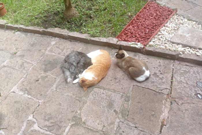 Michis de la Profepa no serán desalojados: ‘fue un malentendido’