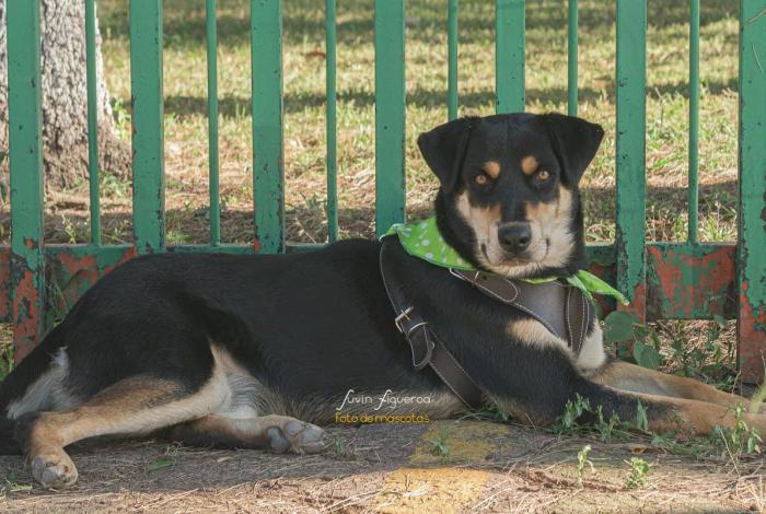🐯🐕‍🦺Michis y lomitos entrevistarán a sus futuros adoptantes 🐕🐱