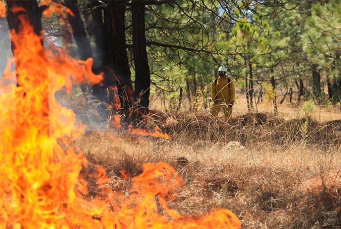 Michoacán acumula 432 incendios forestales; Gobierno analiza bombardear nubes