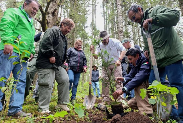 Michoacán alcanza cifra récord de 3.3 millones de árboles plantados en la Reserva de la Monarca