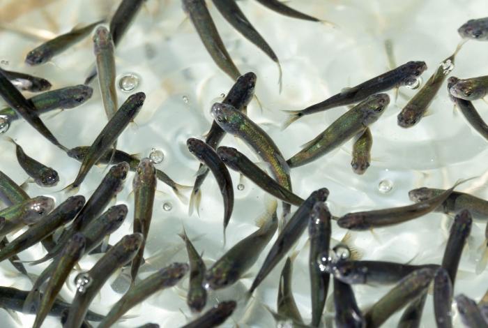 Michoacán busca sembrar vida con 200 mil peces nativos en el lago de Pátzcuaro