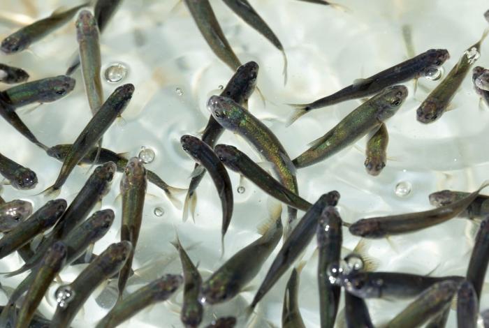 Michoacán busca sembrar vida con 200 mil peces nativos en el lago de Pátzcuaro