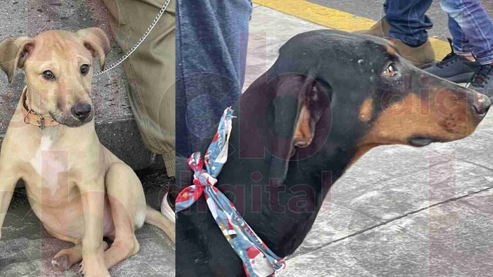 Michoacán cuentan con municipios que registran grandes casos de crueldad animal