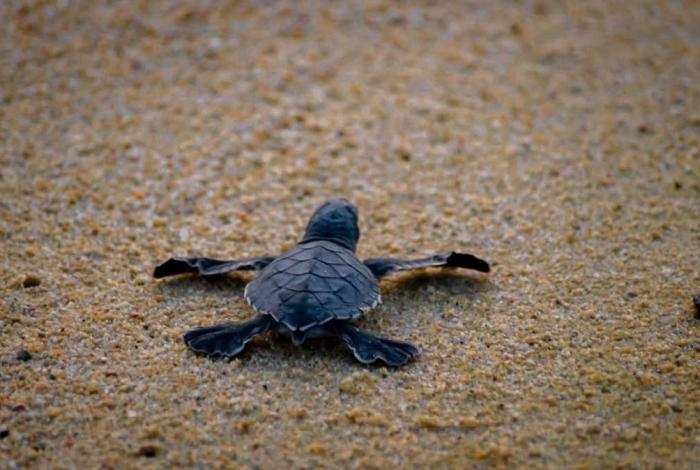 Michoacán, destino donde tres especies de tortuga marina eligen la vida