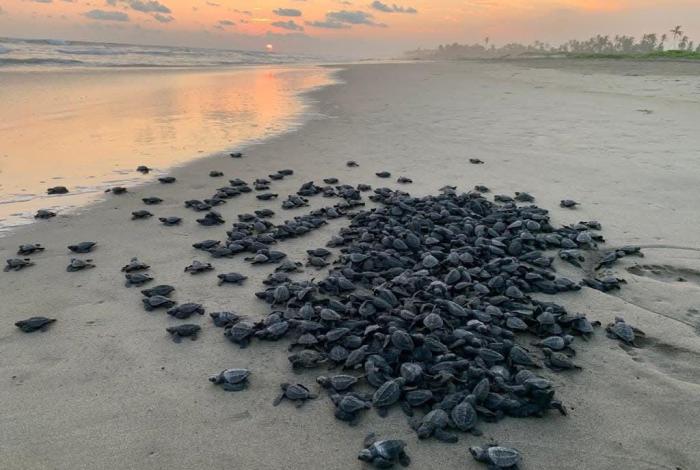 🐢 Michoacán está listo para el arribo de miles de tortugas marinas