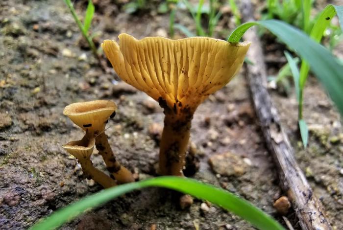 Michoacán, hogar de más de 690 especies de hongos