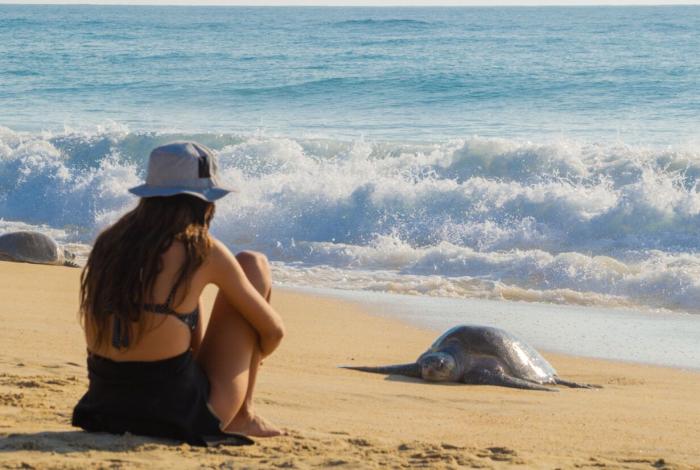 Michoacán, la casa de las tortugas marinas